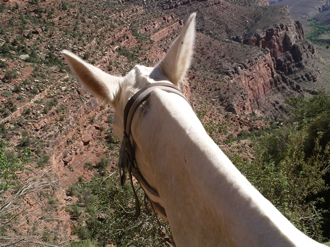 images/B- Mule Ride, riding down in to Grand Canyon (15).jpg